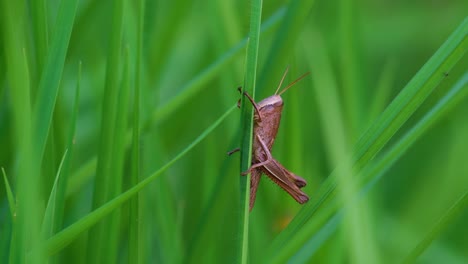 arriba cerca de los insectos saltamontes marrones el campo de hierba alta verde