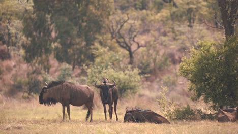 Gemeine-Gnus-Ruhen-Sich-Im-Savannen-Buschland-Aus,-Paviane-Gehen-Hinterher