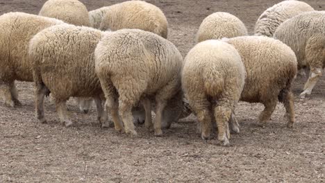 rebaño de ovejas alimentándose en el suelo durante el día en una granja