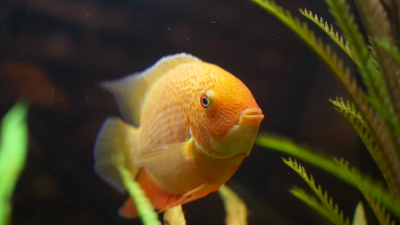 수족관에서 오렌지 물고기