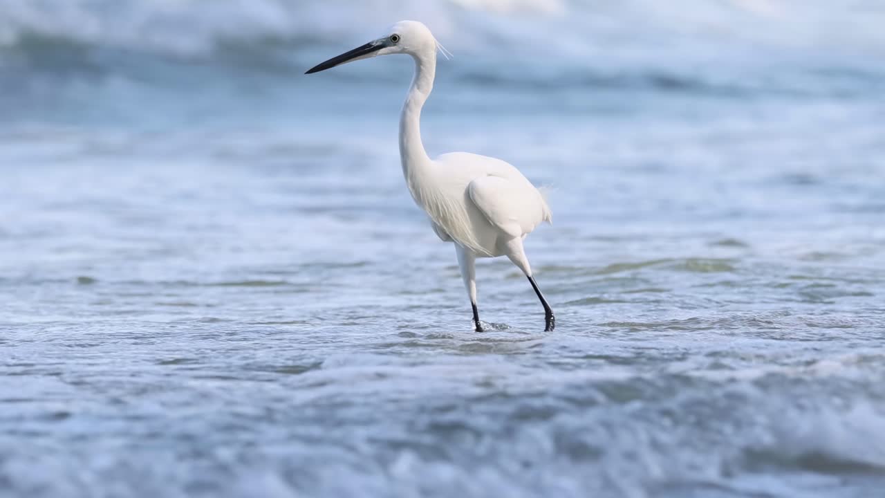 A graceful egret walks through shallow ocean waters, surrounded by gentle waves and natural light.