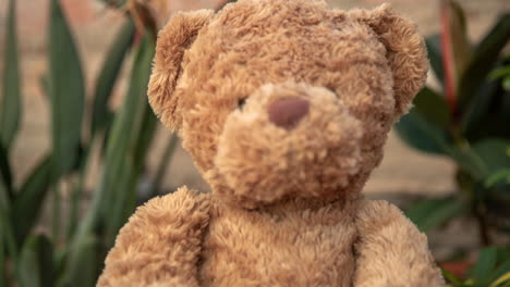 teddy bear in a garden