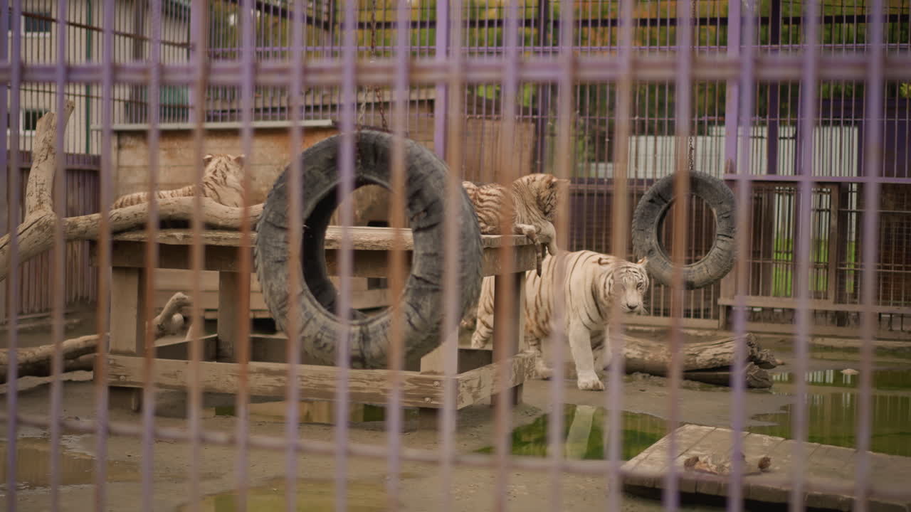 Gepunkteter Leopard, der in einem Metallkäfig auf und ab geht, Reifen und hölzerne Plattform sichtbar, schlammiger Boden und lila lackierte Gitterstäbe bilden ein kahles Gehege, eine langsame Kamerafahrt fängt ein, wie das Tier den Bereich inspiziert, gedämpft
