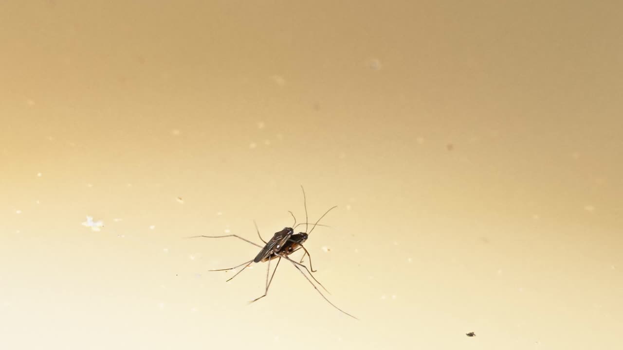 scene of two mosquitoes copulating in the peruvian amazon