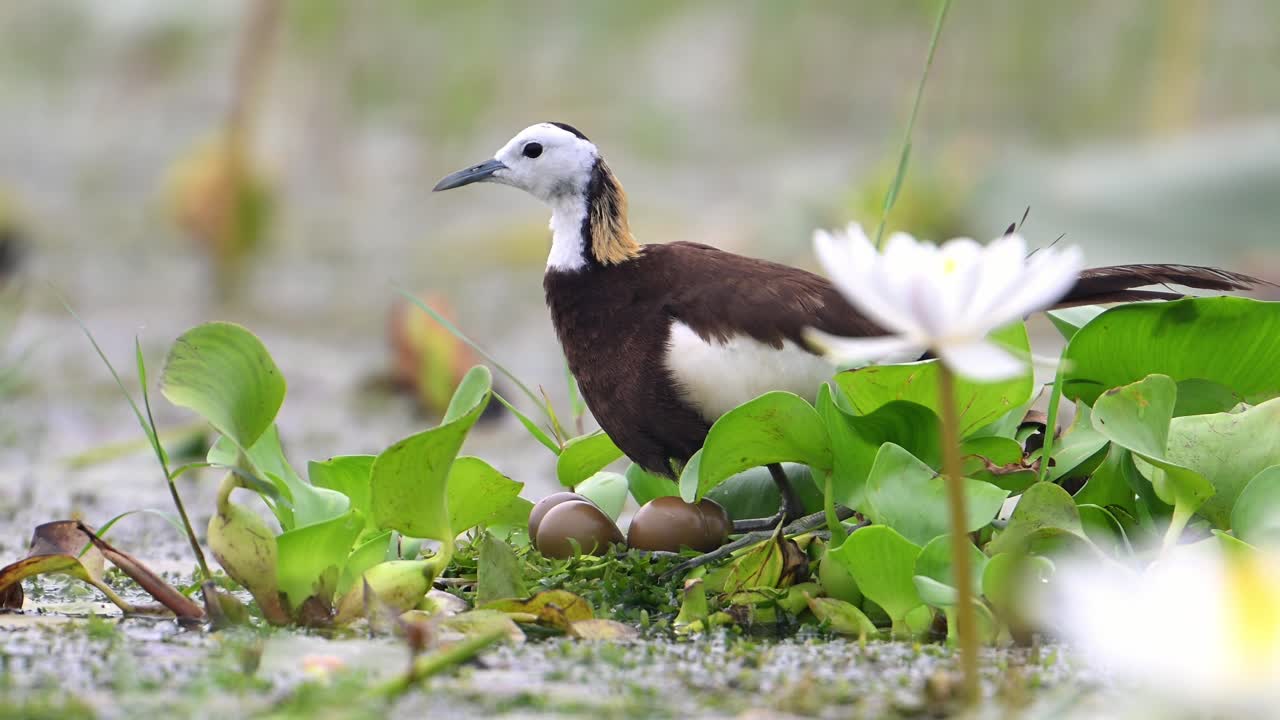 pájaro jacana de cola de faisán con huevos en hojas flotantes