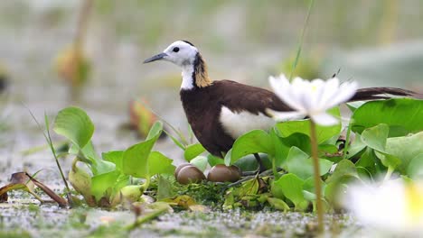 pheasant tailed jacana bird with eggs on floating leaf