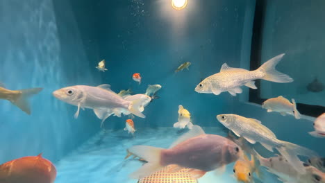 peces nadando en un acuario de peces azules