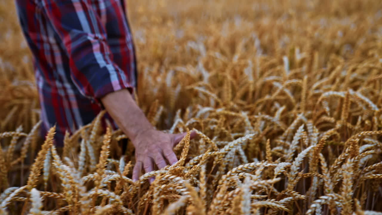 Unrecognized old man wearing checkered shirt walks by the wheat field. Farmer caresses the ripe spikelets with his hand.