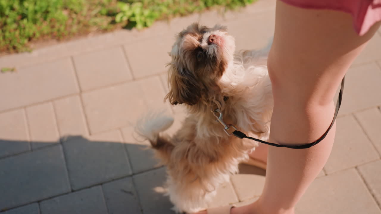 Happy Lively Pup, Joyful Young Dog Enthusiastically Interacts With Owner Outdoors During Playtime, Playful And Lively Young Dog Engages Joyfully In Outdoor Activities With Affectionate Owner