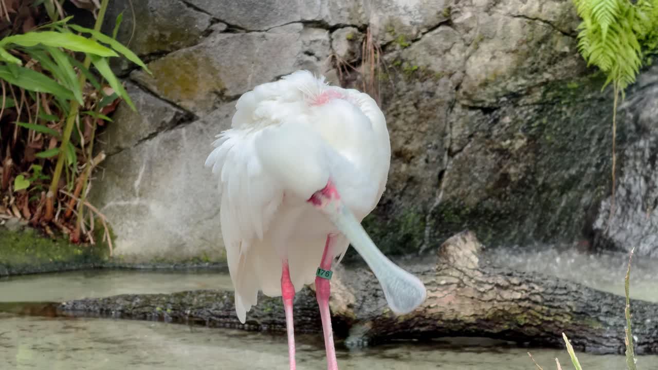A striking white spoonbill bird with vivid pink legs and a unique spoon-shaped beak stands by a rocky stream. Its soft plumage contrasts against the textured background of rocks and greenery.