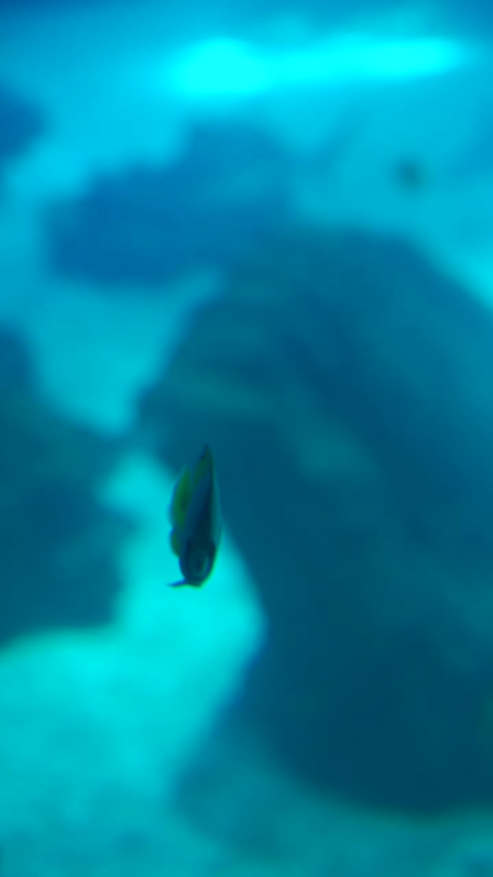 Fish Swimming in Blue Underwater Environment