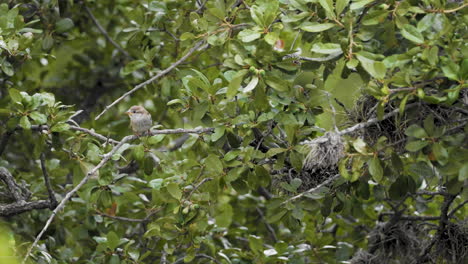 un gorrión doméstico se alza en una rama de roble mientras sopla en el viento fuerte - passer domesticus