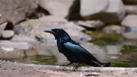 Der-Haarhauben-Drongo-Oder-Ist-In-Asien-Ein-Vogel-Aus-Der-Familie-Der-Dicruridae,-Der-Mit-Dicrurus-Bracteatus-Oder-Spangled-Drongo-Konspezifisch-War,-Bei-Dem-Es-Schwierig-Sein-Kann,-Ihn-Voneinander-Zu-Unterscheiden