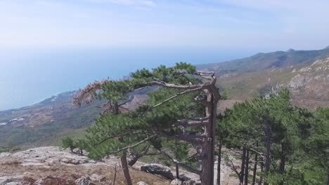 paisaje de montaña con pino y vista al océano