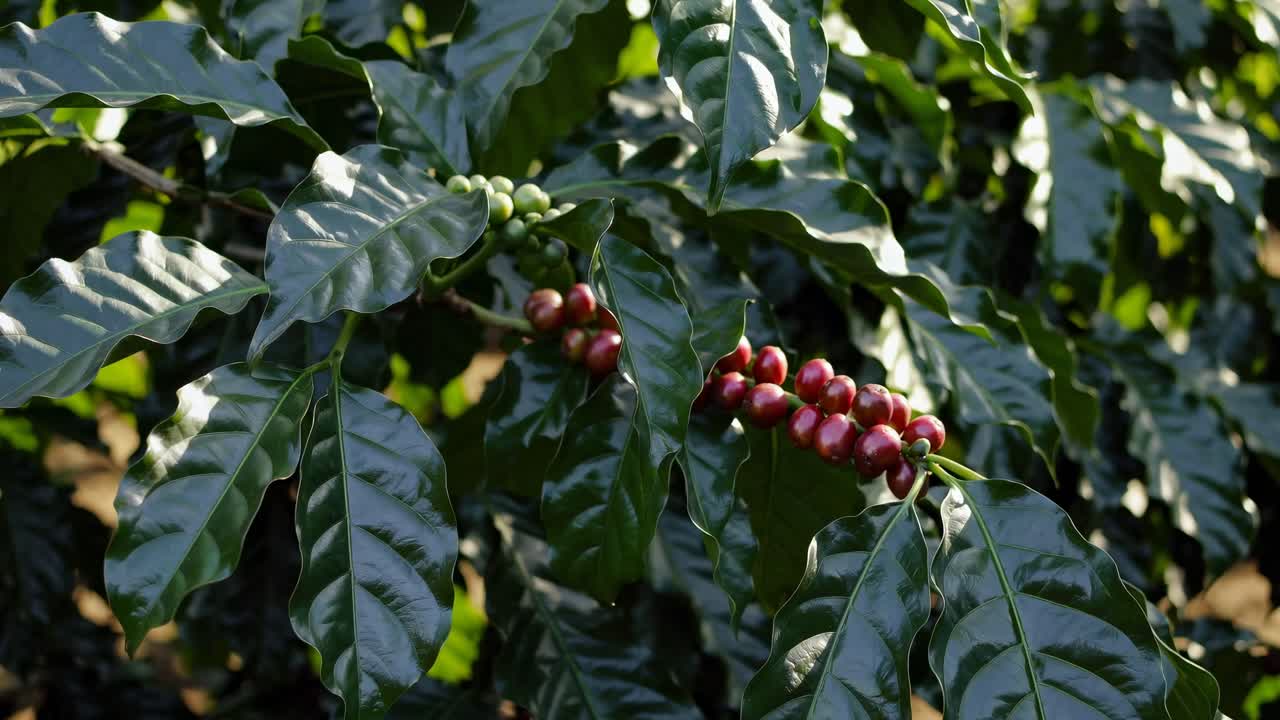 Video ravvicinato di lussureggianti foglie verdi di pianta di caffè e chicchi acerbi, ripreso all'altezza degli occhi