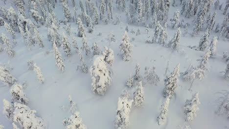 Aerial View of Snowy Winter Forest Landscape