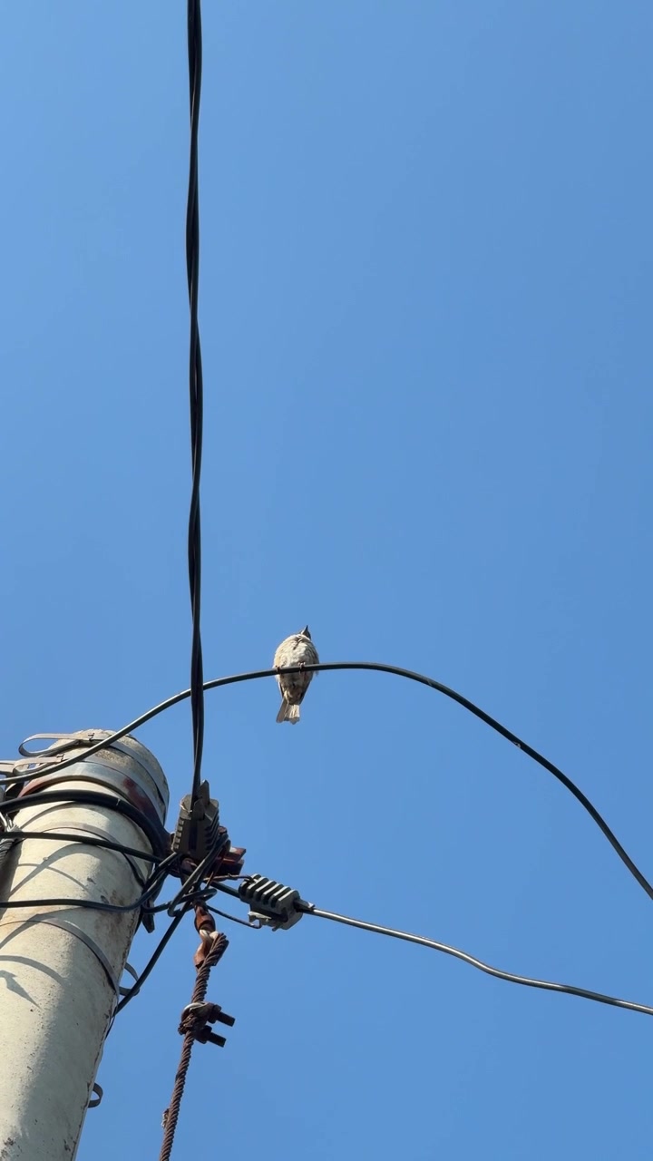 Lille fugl siddende på elledning mod klar blå himmel