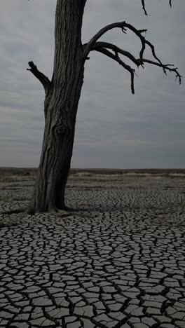 a solitary tree stands on cracked earth under a cloudy sky, captured from a low angle