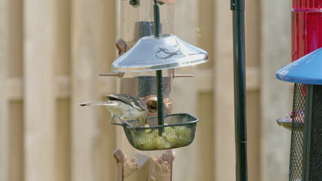 closeup of mockingbird taking grape from bird feeder then flies away in slow motion