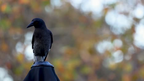 a bird standing on a lamp post