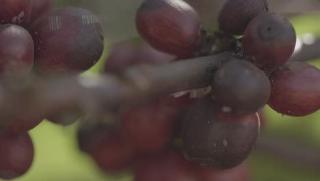 primer plano de varias bayas rojas de café en una rama en una plantación en el bosque brasileño