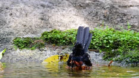 white-rumped shama bathing in the forest during a hot day, copsychus malabaricus, in slow motion