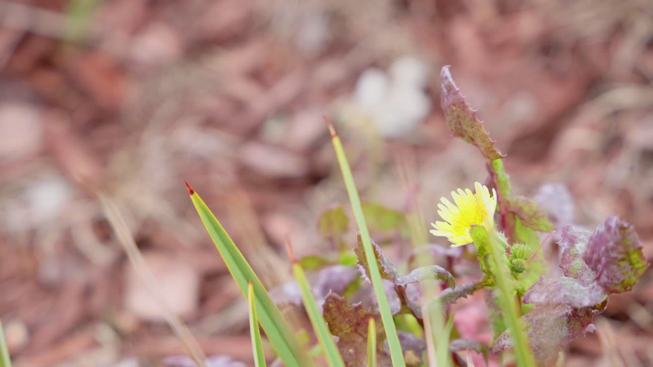 En gul blomst svajer blidt i brisen midt i grønt løv, fanget i naturlige udendørs omgivelser med blød belysning.