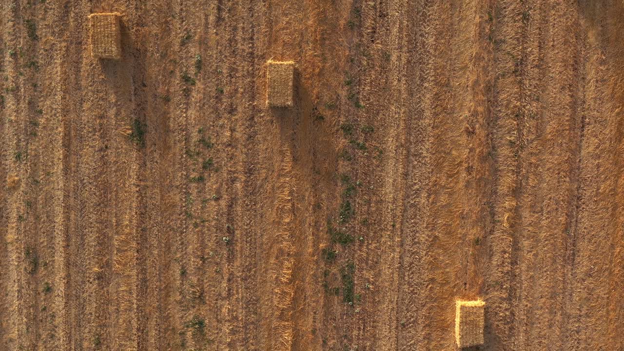 fardos de heno en un campo