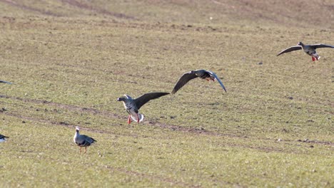 Una-Gran-Bandada-De-Gansos-Albifrones-De-Frente-Blanca-En-El-Campo-De-Trigo-De-Invierno-Durante-La-Migración-De-Primavera