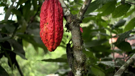 Ecuadorian-Cacao-fruit-open-Cocoa-fruit-fresh-agriculture-food,-hanging-in-tree-of-Amazon---Close-up-tilt-down-shot
