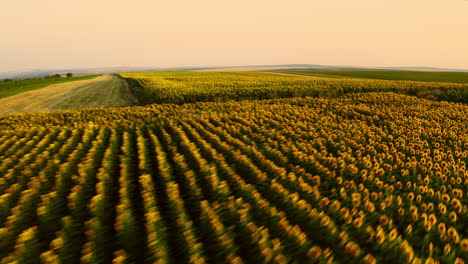 Vuelo-De-Drones-Fpv-Sobre-Campo-De-Girasol-Al-Atardecer