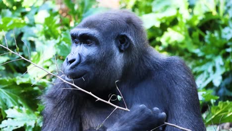 gorila comiendo una rama en la vegetación exuberante