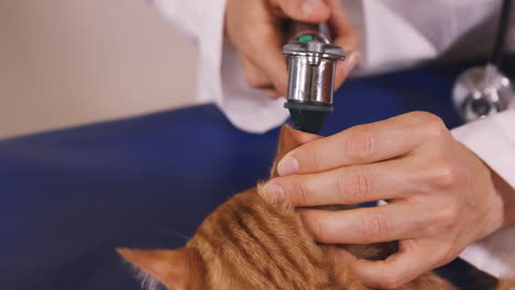 vet checking the ears of a cat