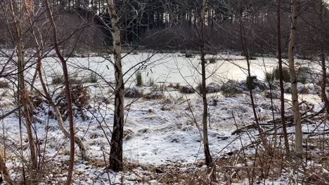 Frostiger-Tag-Im-Wald-In-Der-Nähe-Zugefrorener-See,-Sonniger-Winter