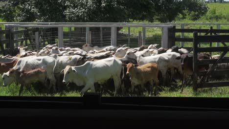 Ganado-Entrando-Al-Corral.-Vacas-Hacinadas