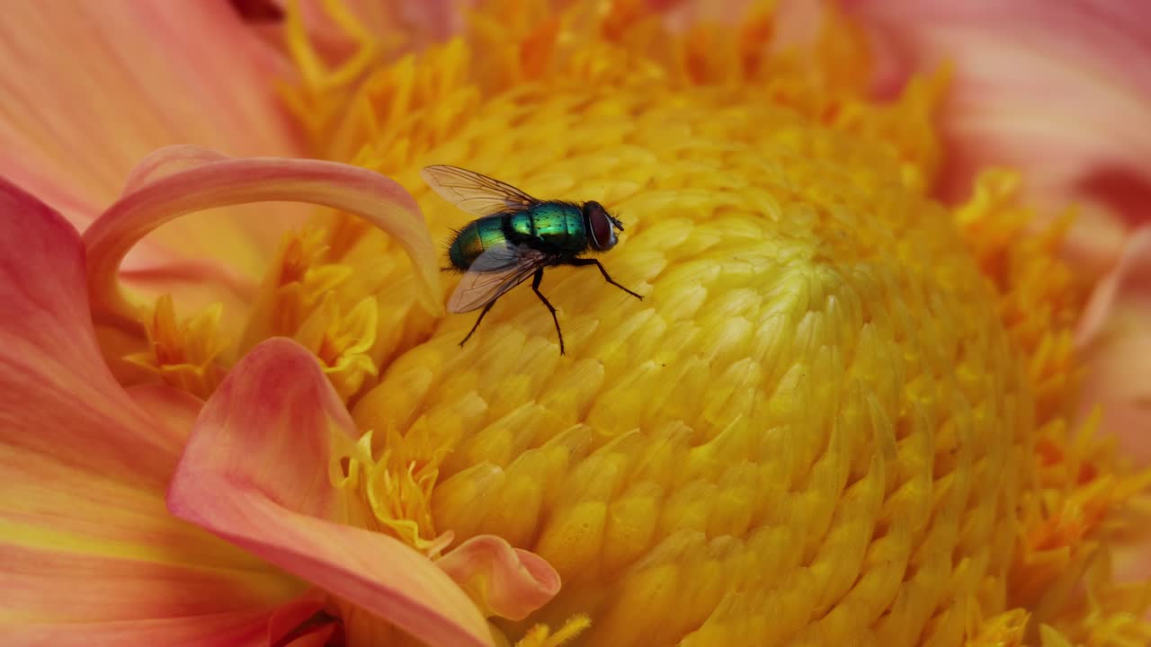 una mosca se mueve en una flor vibrante