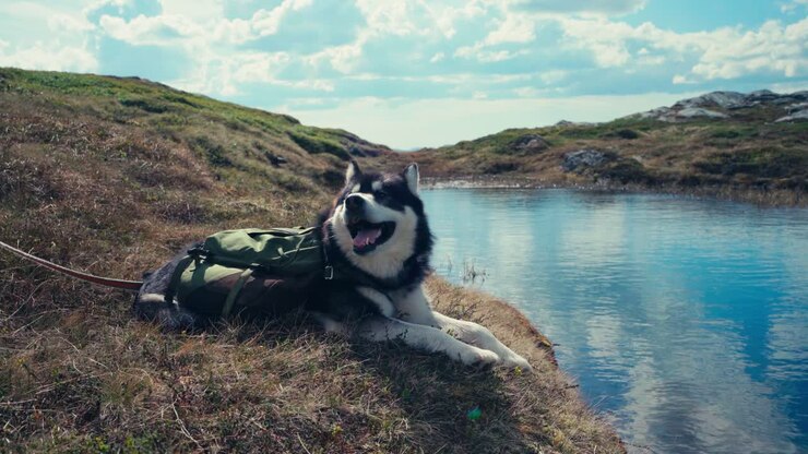 Un cane che si rilassa in riva al lago lungo il percorso da iMefjelsvatnet a Gurben, Indre Fosen, Trøndelag, Norvegia - Primo piano