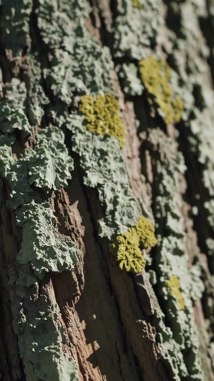Close-up of tree bark covered in lichen and yellow spots
