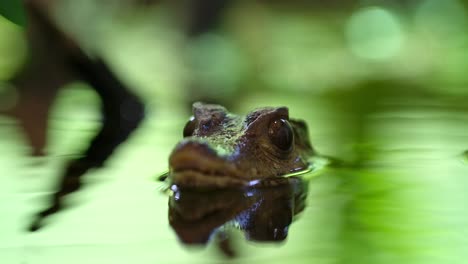 baby caiman waiting in creek for prey front angle macro