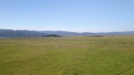 herd of cows in pasture near lake henshaw in san diego, california - drone shot