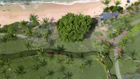 Top-down-view-on-palm-trees-by-golden-sand-beach-at-Napili-Bay,-Maui,-Hawaii