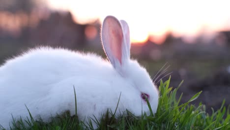 decorative fluffy white bunny eating grass, portrait of cute domestic rabbit, rodent animal on farm