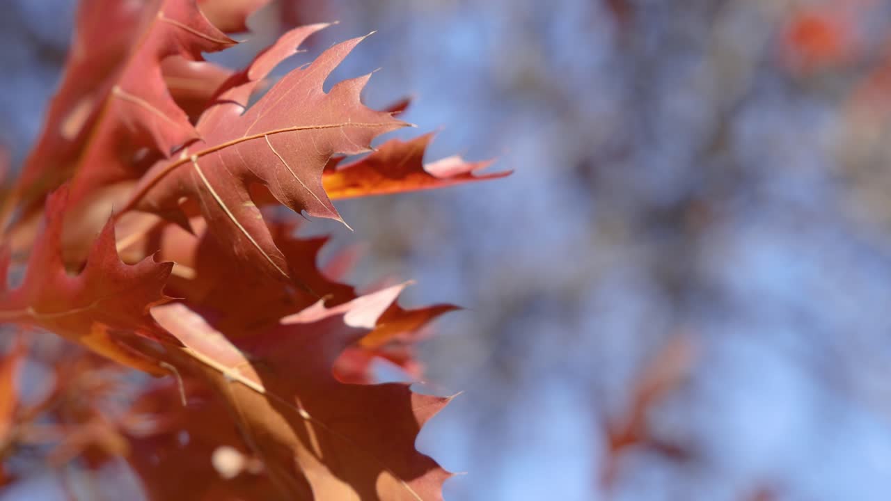 primer plano de las hojas rojas de otoño balanceándose