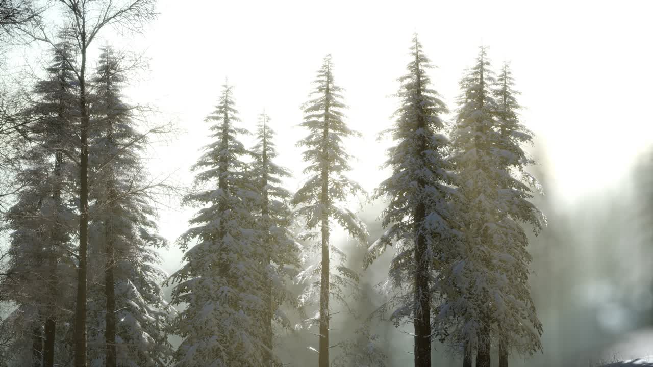 산의 숲에서 화려한 크리스마스 장면. 다채로운 겨울 해가 뜨는