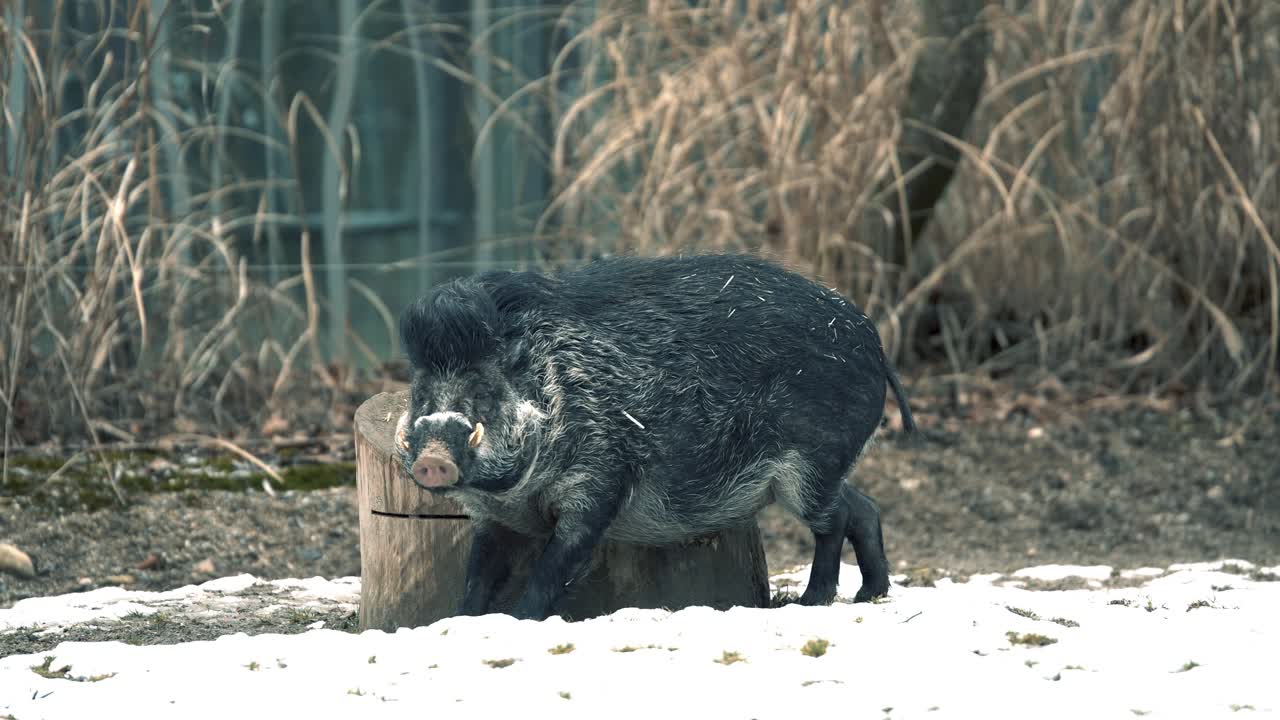 Vildsvin som gnuggar sig mot en trädstubbe