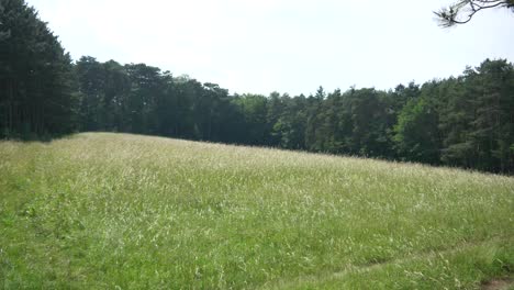 Wiese-Im-Wind-In-Zeitlupe-Mit-Bäumen-Und-Blauem-Himmel