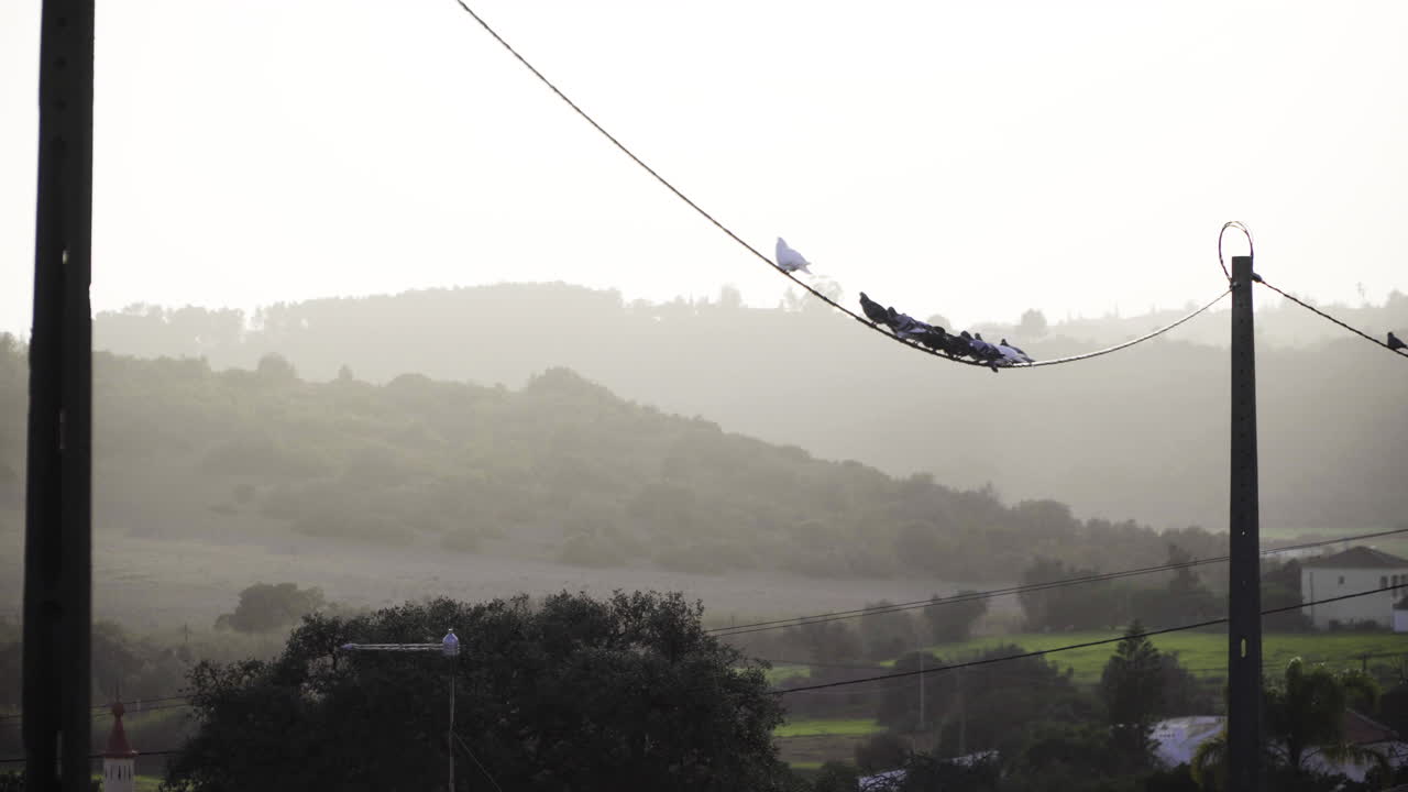 птицы сидят на электрическом высоком проводе с пейзажем заката на заднем плане