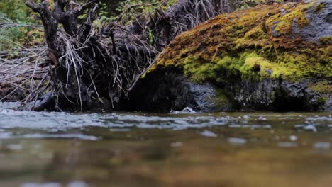 a fly fisherman casts a fly and in the background a cutthroat trout jumps out of the water