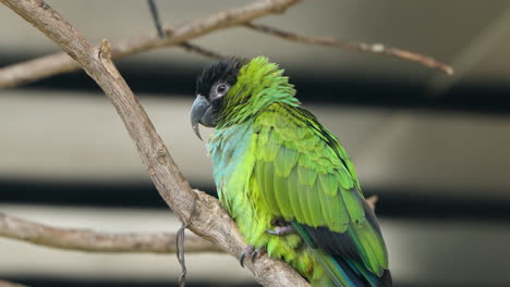 Sleepy-Nanday-Parakeet-Bird-or-Black-hooded-Parakeet-Perched-on-a-Branch-in-Sunlight-at-Mongo-Land-Dalat-Petting-Zoo---Close-up-Profile