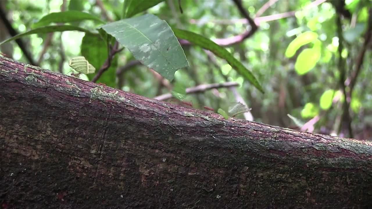 miles de hormigas cortadoras de hojas se mueven a través de una rama de árbol